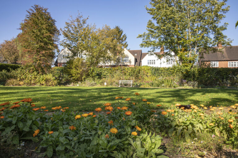 A garden in the sunshine with orange flowers in the foreground