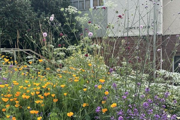 Wildlife-friendly planting